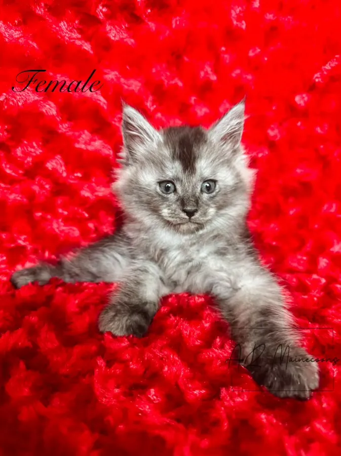 female 012.C9H5 fNX
