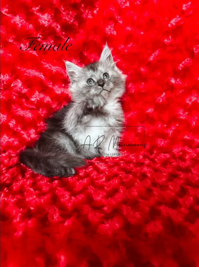 female 013.BCFfnWoh